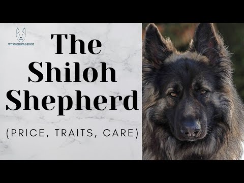 Shiloh Shepherd Price, Characteristics, Care