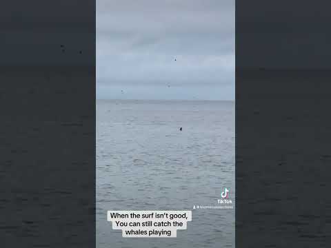 Whales of Santa Cruz