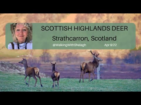 Scottish Highlands road trip #scottishhighlandsroadtrip near Strathcarron enroute to #isleofskye