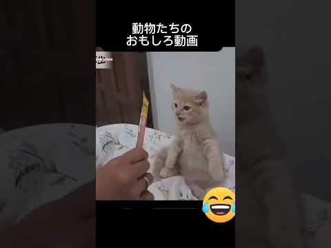 犬や猫のハプニング映像集