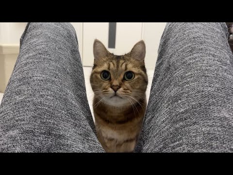 パパにお話があるらしい猫を隠し撮りした結果…