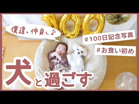 【ワンコと赤ちゃん】100日記念写真📸＆お食い初め🍚チワプーと過ごす家族行事が楽しすぎる【VLOG】Cute and healed daily life of pet dogs and babies