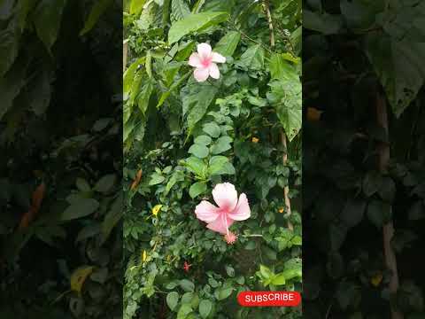 ఈ ఫ్లవర్స్ కలర్స్ చూసేరా🌺🌼#mandaram #flowes #shortvideo#hibiscusflower