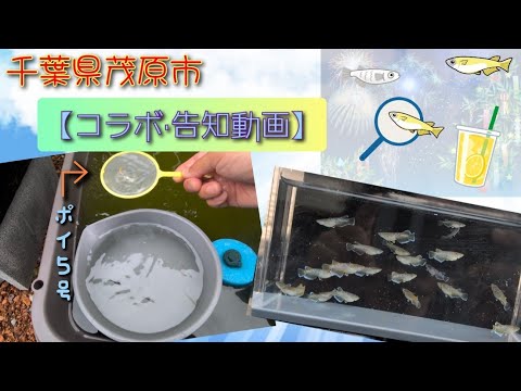 【コラボ·告知】めだか掬いのポイを購入！５号で何匹掬えるかやってみた。#千葉#茂原#レモン#イベント#メダ活