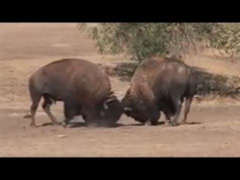 Angry Adult Bison Bull Pair Fight To Death/Animal Fight To Death Video/The Wildlife 2022