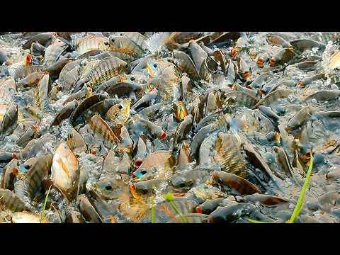 Wow! Lot Of Fish | Amazing Telapia Fish | Fish Farming In Village