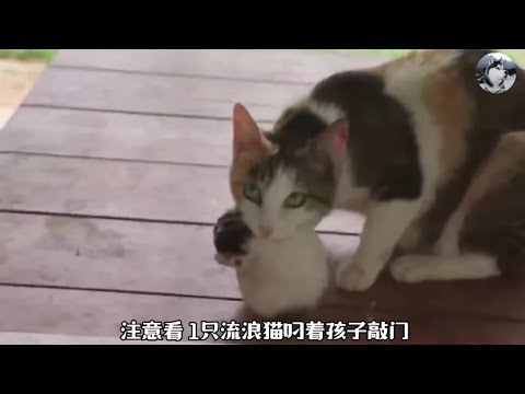 母猫上门“讨说法”，原来是屋主公猫欠的情债，但要被绝育了