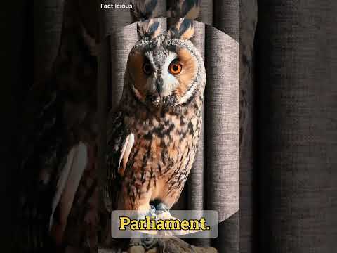 Owls in a group are called parliament #interestingfacts #athena #birdfacts #viralshorts