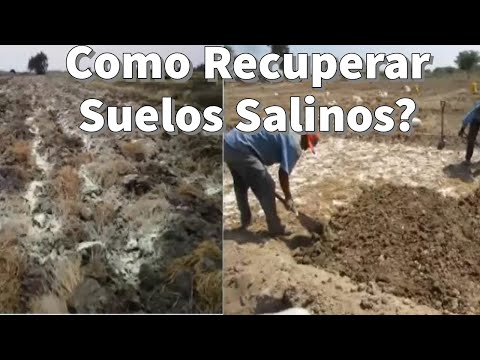 Recuperación de Suelos Salinos Sódicos