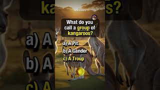 Animal's trivia 1