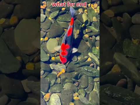 fish 🐟 🐠 short video #shortvideos #viralvideos #youtubeshorts 😆😆