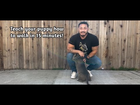 Teach your puppy how to walk in 15 minutes!