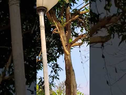 Barbet Bird over Rufous Treepie