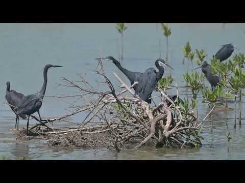 Western Reef-Heron & Black Heron - Kartong Wetlands (Gambia) 18-11-2024