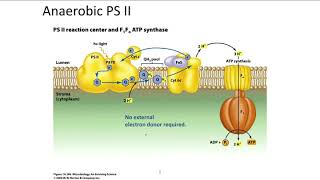 Lecture 6- phototrophy and metabolic ecology