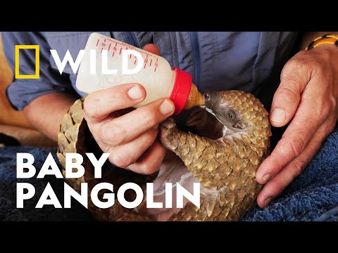 Rescuing a Baby Pangolin | Baby Animal Rescue | National Geographic WILD UK