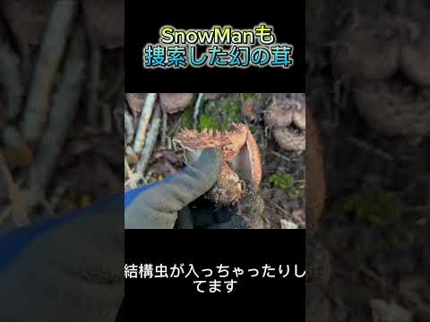 SnowManも見つけられなかった幻の高級キノコ香茸が大量発生　#香茸　#コウタケ