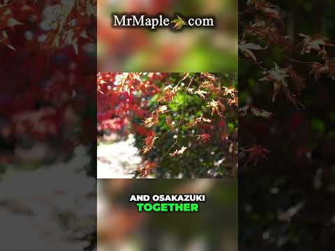 Stunning Japanese Maple Pairings  Osakazuki and Hogyoku