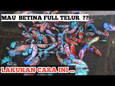 Cara Sederhana Tapi Berhasil Gendutin Female Cupang Jadi Full Telur Langsung Minta Kaw.....