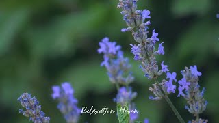 Calming Uplifting Guitar Music | Relaxation Haven