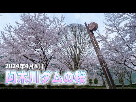 阿木川ダムの桜 2024年4月8日