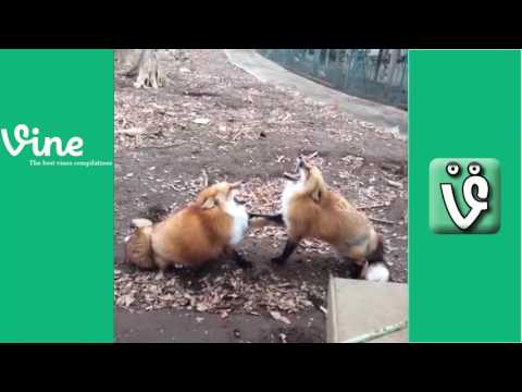 Top 100 Best Dank Memes Vines Compilation 2016