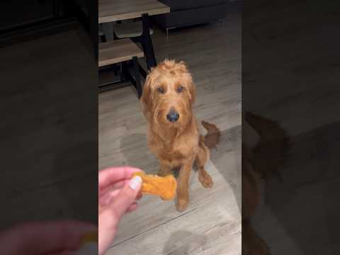 THIS IS YOUR SIGN TO MAKE YOUR DOG HOMEMADE TREATS!!!  🥺🐾 🩵 #goldendoodle