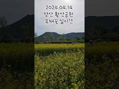 2024.04.14 양산 황산공원 유채꽃 실시간