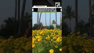 TN: Marigolds cultivates in Thoothukudi’s Perurani village ahead of festive season