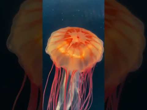 "The Breathtaking World of Jellyfish: Exploring Diverse Species"