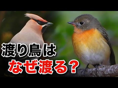 驚きの生態！野鳥の渡り区分について徹底解説～