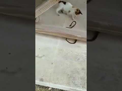 This Cat FIGHTS a SNAKE Who Wins?!?