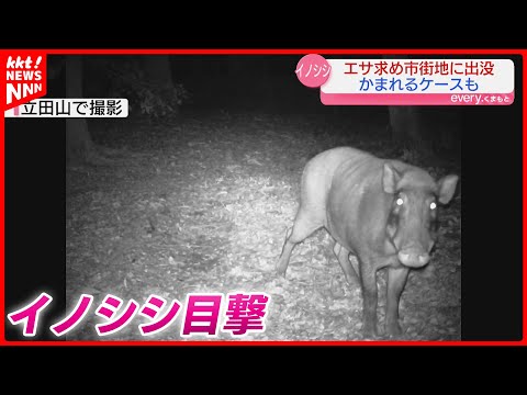 【噛まれるケースも】イノシシにアライグマも… 相次ぐ野生動物の目撃情報に熊本市が注意呼びかけ