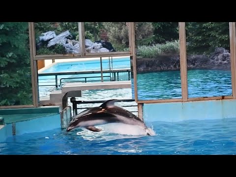 Pacific White-Sided Dolphin Zoomies - SeaWorld San Antonio - November 18, 2023