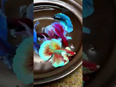 rare betta fish #aquarium #bettafish #bettafishlove #ytshorts