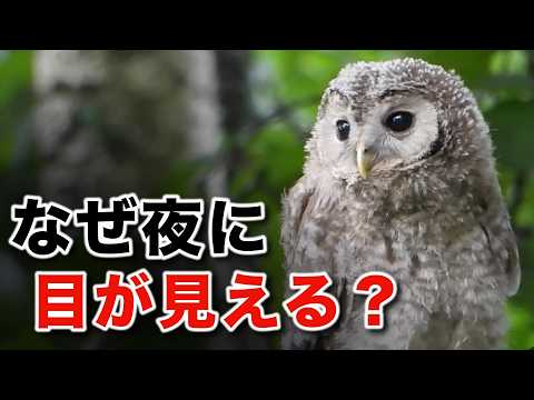 鳥の目の秘密を分かりやすく解説します！