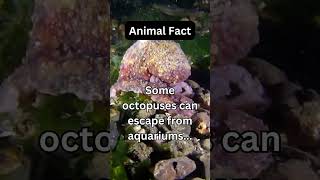 Some octopuses can escape from aquariums...