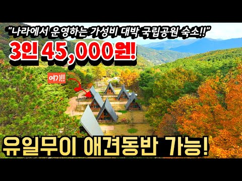 나라에서 운영하는 3인 45,000원, 4인 6만원, 6인 9만원, 8인 12만원 가성비 대박 힐링 숙소 추천ㅣ국립공원 숙소 중 유일하게 애견 동반 가능한 숙소ㅣ숲캉스 추천!