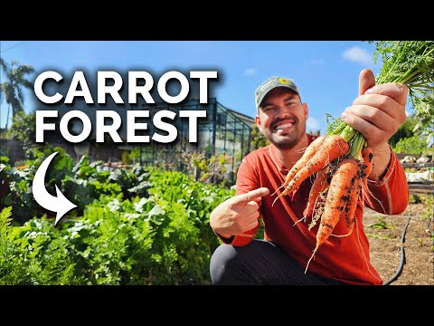 Sharing My Carrot Growing Secrets...