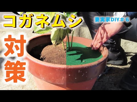 【庭DIY 庭作り】庭やベランダのガーデニング。プランターにコガネムシの幼虫が産卵して枯れる・・・初心者でも簡単なコガネムシ対策します。薔薇の生産者さんお墨付きの簡単な対策方法[diyガーデニング]