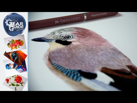 Eurasian Jay Bird Artwork Using The New Castle Arts Harmonious Coloured Pencils