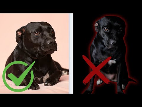 Staffordshire Bull Terrier Pros + Cons