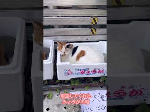 お世話されている野良猫ちゃん