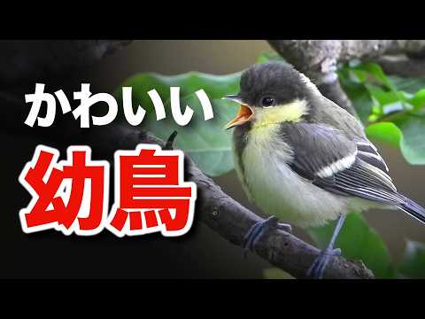 野鳥の絆に迫る！10種類の家族愛があふれる瞬間～