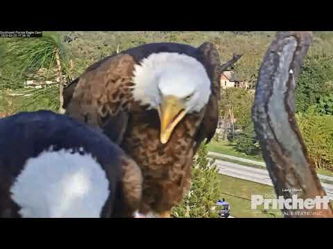 SWFL Eagles ~ Mating Mayhem