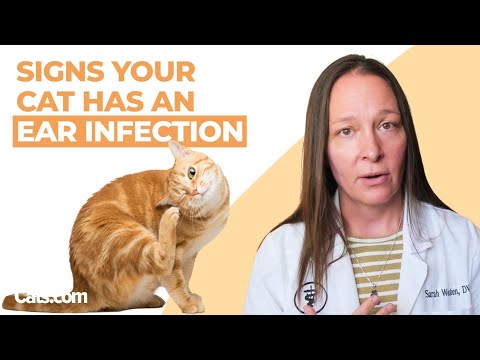 6 Signs Your Cat Has An Ear Infection | Vet Explains