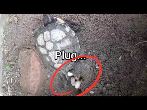 SENANGNYA KURA2KU BERTELOR 5 BUTIR🐢#turtle#kurakuralucu#kurakura#animals#animallover#animalshorts