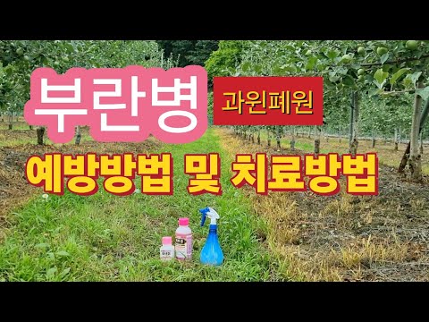 부란병 때문에 4년차 사과밭1000평 폐원하게 생겼어요/부란병 치료방법 및 예방방법