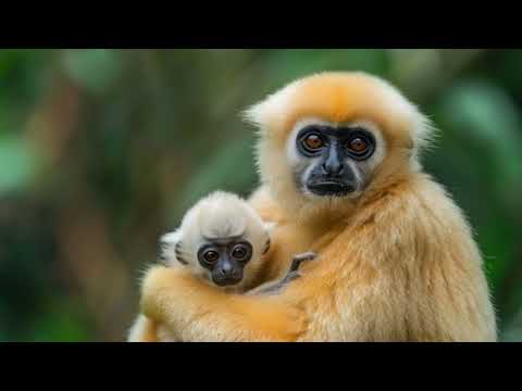 meaning of the langur सपने में लंगूर देखना कैसा सपना माना जाता है।#ज्योतिषशास्त्र.