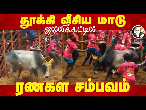 தூக்கி வீசிய மாடு ஜல்லிக்கட்டில்  ரணகள சம்பவம் | Avaniyapuram Jallikattu | Pongal 2025 |